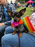Aylesbury LGBT+ Dog Walking Group